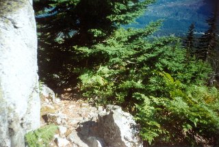The trail swings around several rocky outcrops, Brew Lake 1995-09.